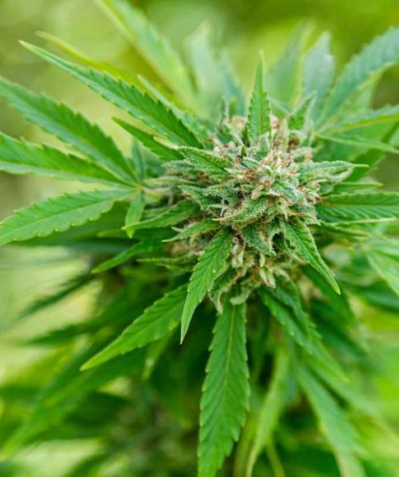 cannabis-plant-buds